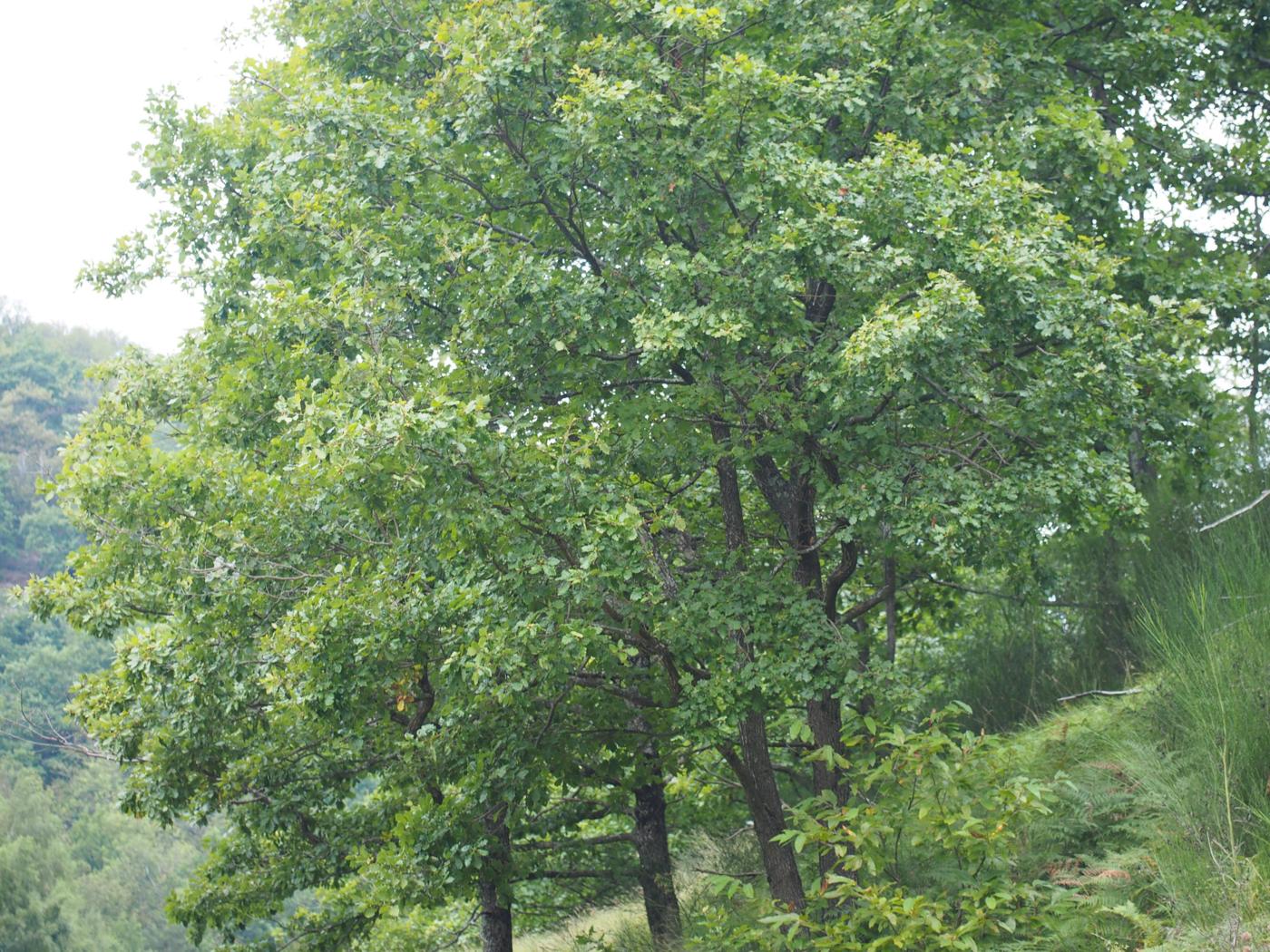 Oak, Sessile plant